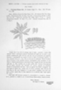 Puccinia fusca image